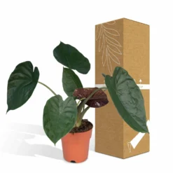 Alocasia Wentii - H70cm, ø19cm - Grande Plante D'intérieur 9 Alocasia Wentii - H70cm, ø19cm - Grande Plante D'intérieur -Promos Jardesia Magasin fa74175902252293