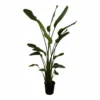 Strelitzia Nicolai Xxl - H180cm, ø24cm - Très Grande Plante D'intérieur