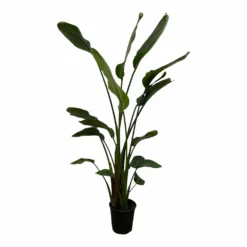 Strelitzia Nicolai Xxl - H180cm, ø24cm - Très Grande Plante D'intérieur
