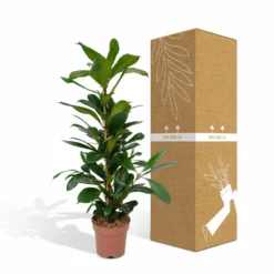 Ficus Cyathistipula - H80cm, ø21cm - Grande Plante D'intérieur -Promos Jardesia Magasin fc62b6ae0582e524