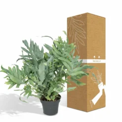 L'étoile Bleue - H50cm, ø17cm - Plante D'intérieur -Promos Jardesia Magasin fd49e0a6770b200b