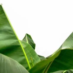 Bananier Xxl - H150cm, ø30cm - Très Grande Plante D'intérieur -Promos Jardesia Magasin fd562e706fb9a9e3