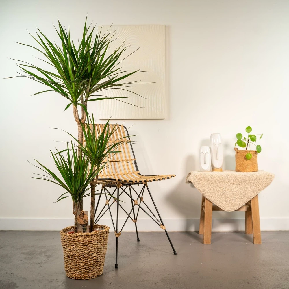 Dracaena Et Son Panier Naturel - H120cm, ø21cm - Très Grande Plante D'intérieur 2 Dracaena Et Son Panier Naturel - H120cm, ø21cm - Très Grande Plante D'intérieur – Image 2