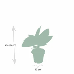 Bananier Nain Oriental - H25cm, ø12cm - Plante D'intérieur -Promos Jardesia Magasin fecf752c9affe4db