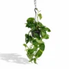 Epipremnum Aureum Scindapsus - H25cm, ø15cm - Plante D'intérieur Tombante