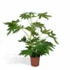 Fatsia Japonica Vert - H85cm, ø21cm - Grande Plante D'intérieur
