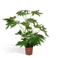 Fatsia Japonica Vert - H85cm, ø21cm - Grande Plante D'intérieur