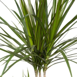 Dracaena Marginata - H70cm, ø17cm - Grande Plante D'intérieur 7 Dracaena Marginata - H70cm, ø17cm - Grande Plante D'intérieur -Promos Jardesia Magasin ff91d63cf255b5d5
