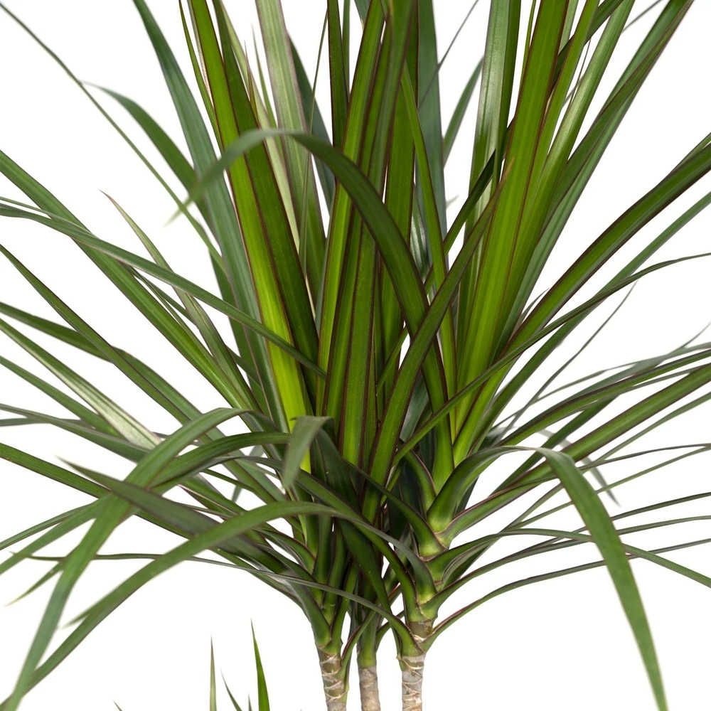 Dracaena Marginata - H70cm, ø17cm - Grande Plante D'intérieur 3 Dracaena Marginata - H70cm, ø17cm - Grande Plante D'intérieur – Image 3